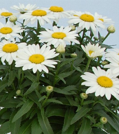 Shasta Daisy Snowcap
